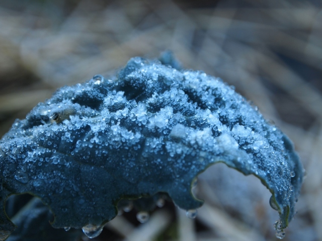 Frozen kale leaf